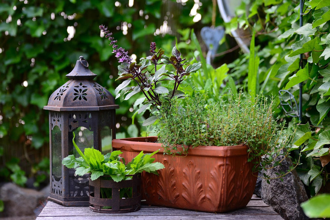 Best Herb Companion Planting Guide: Which Herbs Grow Well Together?